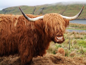 Cute Highland Cow Calf - Weekly Hump Day Photo