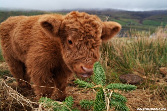 Cute Highland Cow Calf - Weekly Hump Day Photo