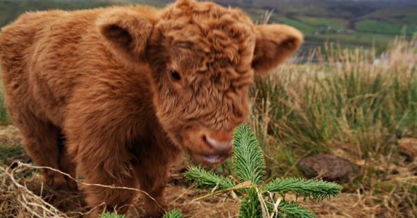 Cute Highland Cow Calf - Weekly Hump Day Photo