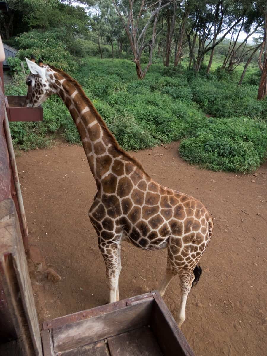 Kissing And Feeding Giraffes At The Giraffe Centre In Nairobi Kenya