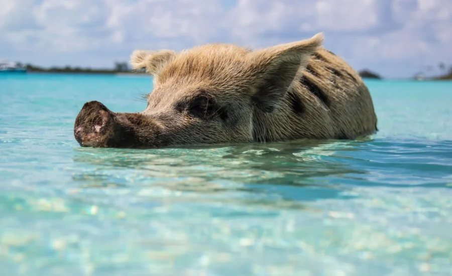 Exuma The Bahamas UP